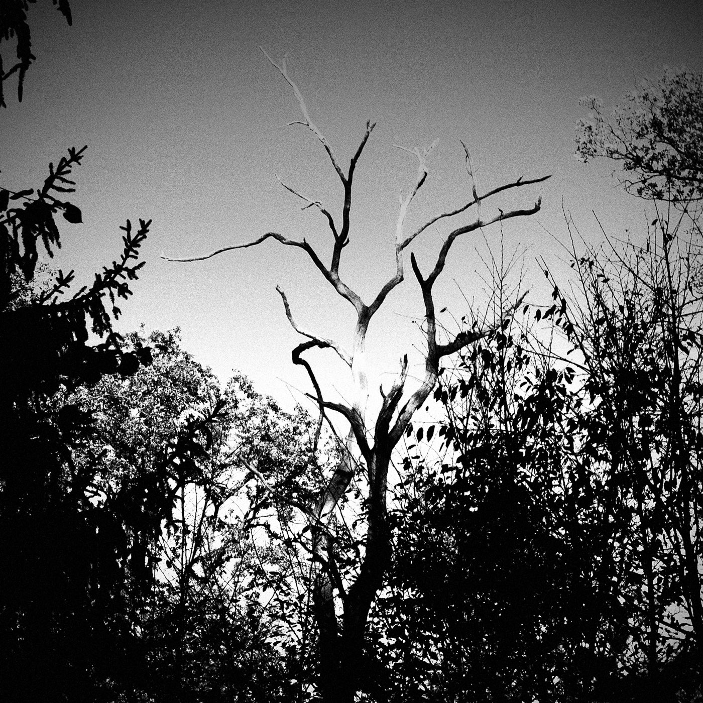 Banger cover artwork — a bare dead tree under a darkened sky, black and white