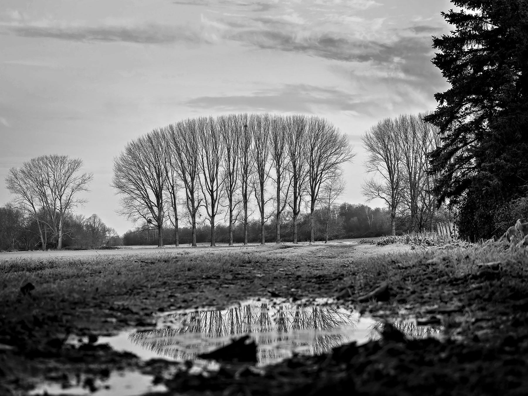 Bare winter trees reflected in a puddle along a muddy field path, black and white